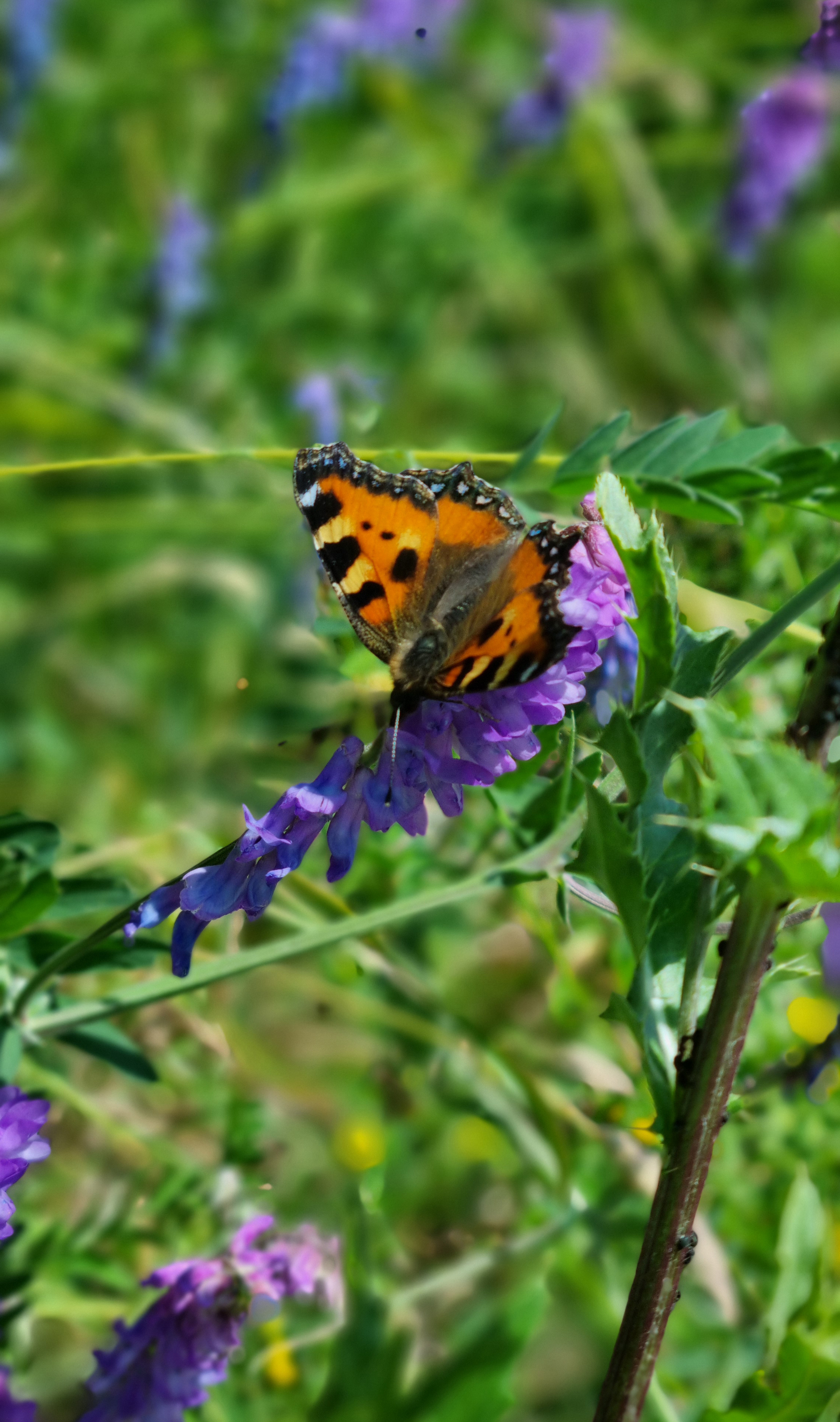 Oransje sommerfugl med sorte og gule markeringer sitter på en lilla blomst omgitt av grønn vegetasjon. Bakgrunnen er uskarp med flere blomster synlige.