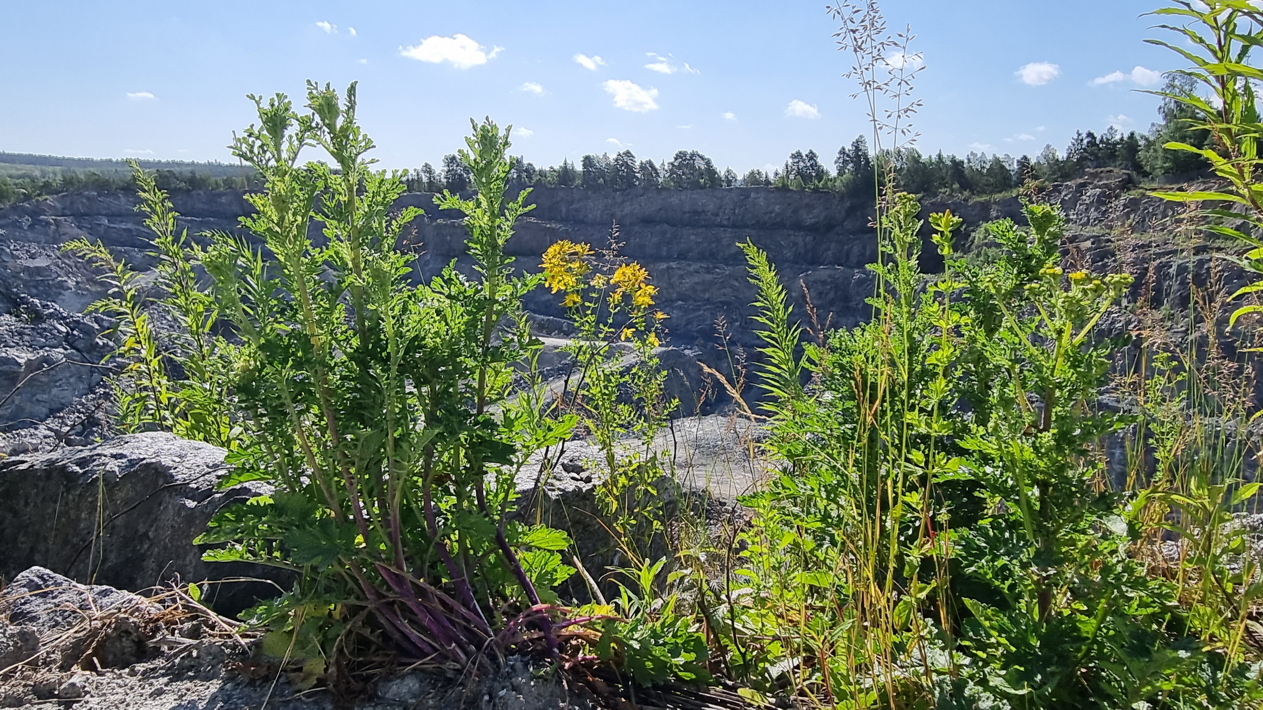 Villblomster og grønne planter i forgrunnen, med en stor steinbruddskløft i bakgrunnen under en blå himmel med spredte skyer.