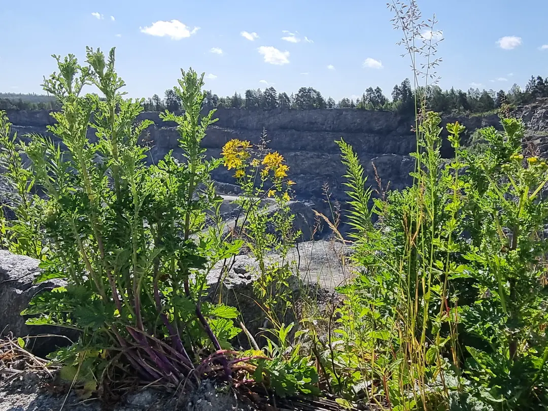 Villblomster og grønne planter i forgrunnen, med en stor steinbruddskløft i bakgrunnen under en blå himmel med spredte skyer.